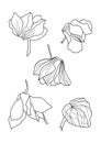 Cyclamens pen drawing set