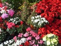 Cyclamens, poinsettias and other winter flowers in the flower market. Different varieties of alpine violets and milkweed. Red,