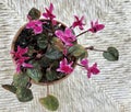 Cyclamens in a pot Royalty Free Stock Photo