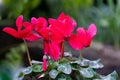 Cyclamens are valued for their flowers with upswept petals and variably patterned leaves. Royalty Free Stock Photo