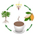 Cycle from the cocoa plant to a cup of cocoa.