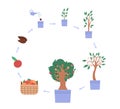 Cycle of growth apple tree from sprout seed to harvest from plant with fruits.