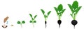 Cycle of growth of a black radish plant on a white background.