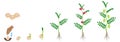 Cycle of growth of a chickpea plant isolated on a white background.