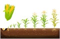 The cycle of growth of corn. Corn growing stages vector illustration in flat design. Planting process of the corn plant. Seed Royalty Free Stock Photo