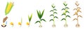 Cycle of growth of a corn plant on a white background. Royalty Free Stock Photo