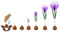 Cycle of growth of a crocus plant isolated on a white background.