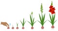 Cycle of growth of a gladiolus plant isolated on a white background. Royalty Free Stock Photo