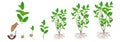 Cycle of growth of green tea camellia sinensis plant on a white background.