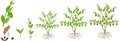 Cycle of growth of a jojoba plant on a white background.