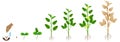 Cycle of growth of jute plant on a white background. Royalty Free Stock Photo