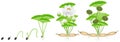 Cycle of growth of lotus plant on a white background.