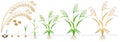 Cycle of growth of a millet plant on a white background.