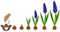 Cycle of growth of a muscari plant isolated on a white background.