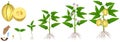 Cycle of growth of pepino melon plant plant on a white background.