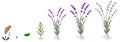 Cycle of growth of a plant of a lavender isolated on a white background. Royalty Free Stock Photo