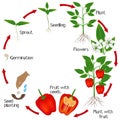 Cycle of growth of a plant of red pepper on a white background. Royalty Free Stock Photo