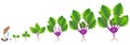 Cycle of growth of purple kohlrabi plant on a white background.
