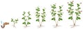 Cycle of growth of a raspberry plant on a white background. Royalty Free Stock Photo