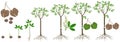 Cycle of growth of rubber tree Hevea brasiliensis plant on a white background. Royalty Free Stock Photo