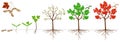 Cycle of growth of sugar maple plant on a white background.