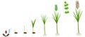 Cycle of growth of a sugarcane plant on a white background.