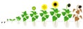 Cycle of growth of sunflower plant isolated on white background. Royalty Free Stock Photo