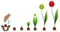 Cycle of growth of a tulip plant isolated on a white background.