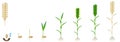 Cycle of growth of a wheat plant on a white background.