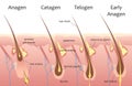 Cycle of human hair growth, infographic process with layers of skin, hair root, epidermis