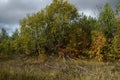 The cycle of life and death. Dried willows against the colors of the foliage of trees in early autumn