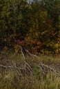 The cycle of life and death. Dried willows against the colors of the foliage of trees in early autumn