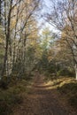 Cycle path through Abernethy Caledonian forest in Scotland