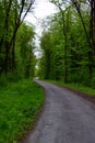 Cycle path in the floodplain forest area Kanci obora Royalty Free Stock Photo