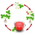 The cycle from the plant strawberry to a cup of tea from the berries. Royalty Free Stock Photo