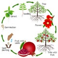 Cycle of pomegranate growth on a white background.