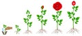 Cycle of red rose plant growth, isolated on white background.