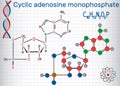 Cyclic adenosine monophosphate cAMP molecule, it is used for i