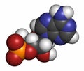 Cyclic adenosine monophosphate cAMP second messenger molecule. 3D rendering. Atoms are represented as spheres with conventional.