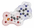 Cyclic adenosine monophosphate cAMP second messenger molecule. 3D rendering. Atoms are represented as spheres with conventional.