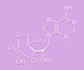 Cyclic adenosine monophosphate cAMP second messenger molecule. Plays role in intracellular signal transduction. Skeletal formula