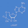Cyclic adenosine monophosphate cAMP second messenger molecule. Plays role in intracellular signal transduction. Skeletal formula
