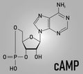 Cyclic adenosine monophosphate or cAMP second messenger molecule. Skeletal formula.