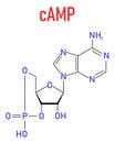 Cyclic adenosine monophosphate or cAMP second messenger molecule. Skeletal formula.