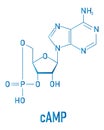 Cyclic adenosine monophosphate or cAMP second messenger molecule. Skeletal formula.