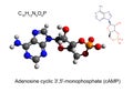 Chemical formula, skeletal formula and 3D ball-and-stick model of cyclic adenosine monophosphate cAMP