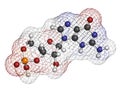 Cyclic guanosine monophosphate (cGMP) molecule. Important second messenger, produced by guanylate cyclase, broken down by