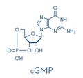 Cyclic guanosine monophosphate cGMP molecule. Important second messenger, produced by guanylate cyclase, broken down by.