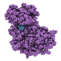 Cyclin-dependent kinase 6 (CDK6) bound to the inhibitor ribociclib. Enzyme involved in cell cycle regulation and target of several Royalty Free Stock Photo