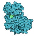 Cyclin-dependent kinase 6 (CDK6) bound to the inhibitor ribociclib. Enzyme involved in cell cycle regulation and target of several